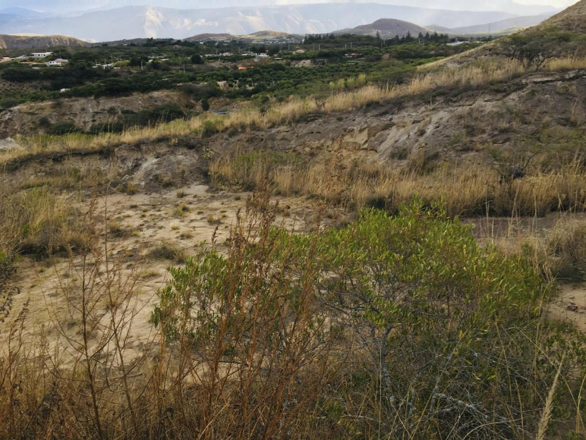 Jal. Venta Terreno Cerca a Guayllabamba 10.000 m² 120 Árboles de Aguacate — imagen 5