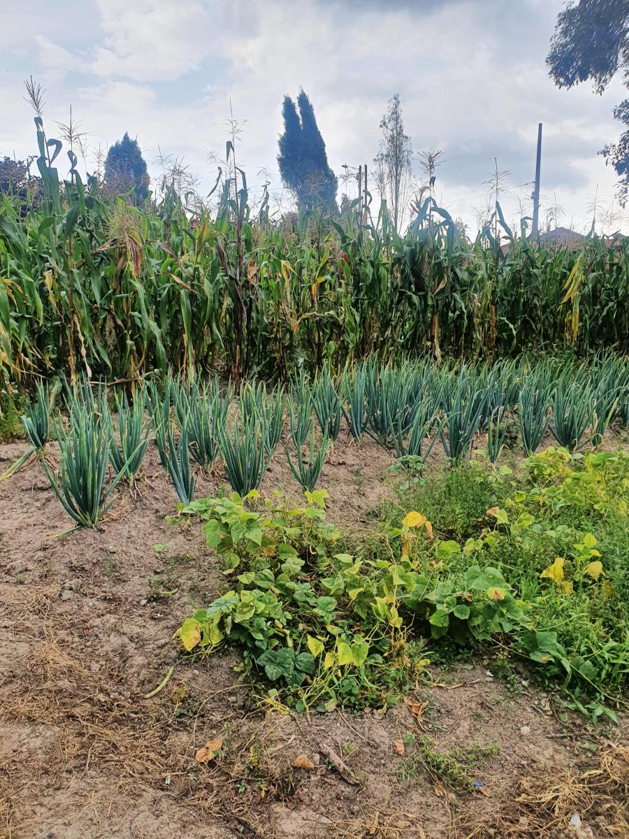 Terreno en Venta en Tumbaco Sector El Carrizal — imagen 4