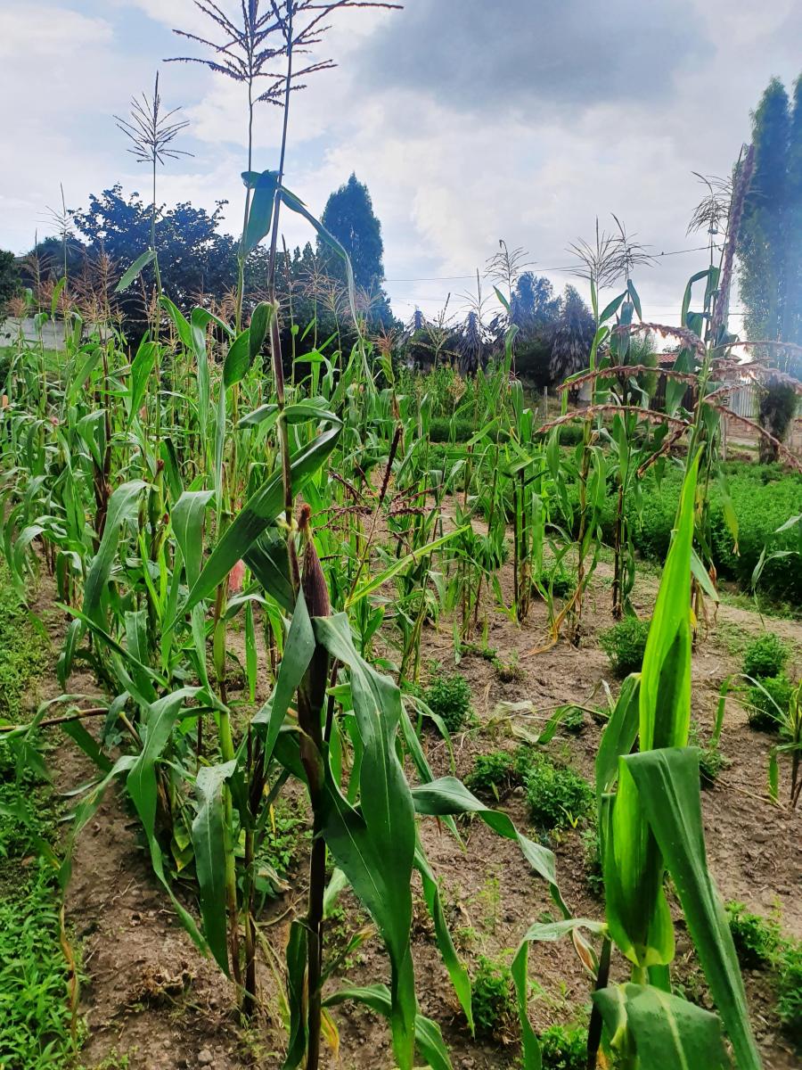 Terreno en Venta en Tumbaco Sector El Carrizal — imagen 3
