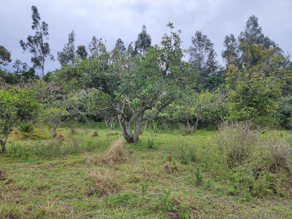 Para Constructores Vendo Terreno en Puembo 20.990 Mtrs Cos Pb 50% Cos Total 100% — imagen 4
