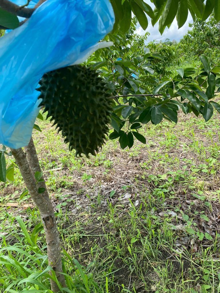 Vendo Linda Finca en Pedro Carbo, en Producción, Guayas — imagen 3