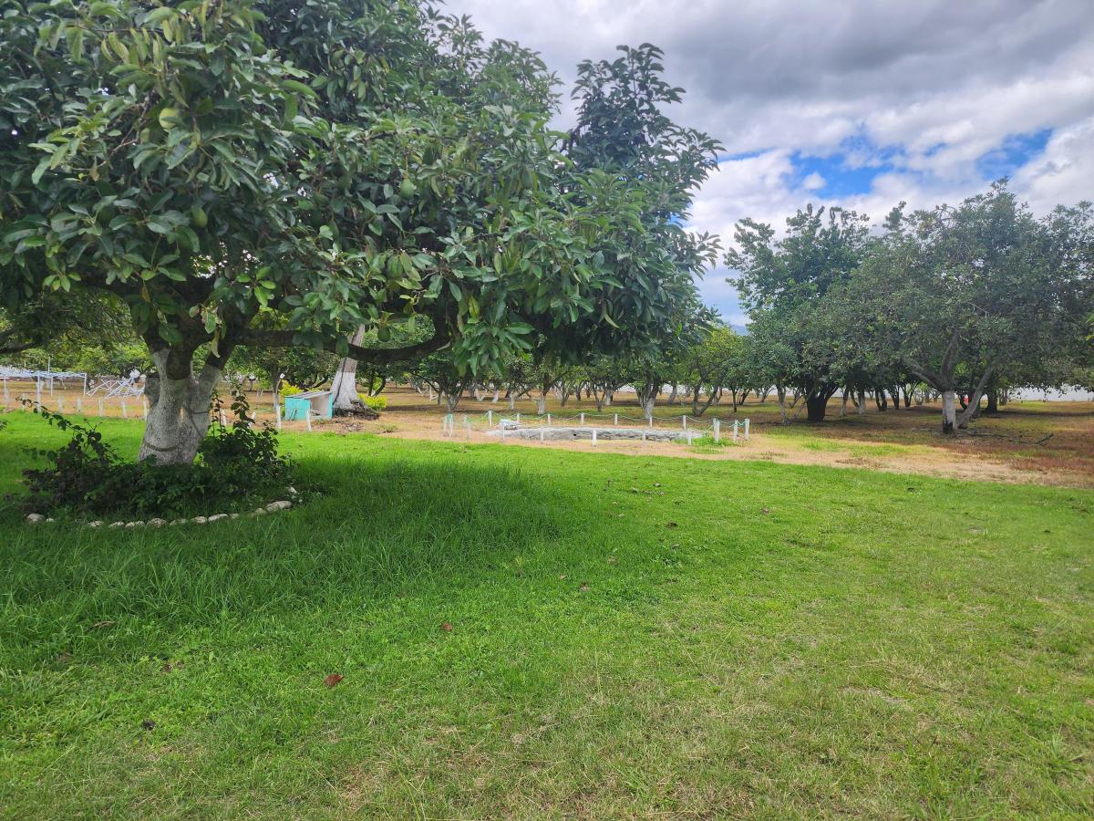 Bonito Terreno de Venta 1 Hectarea en Tumbaco Aurelio Davila — imagen 4