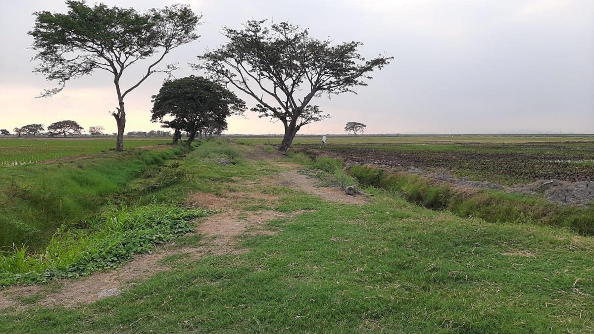 Venta de Terreno Industrial, Comercial o Agroindustrial Via a Yaguachi 21 Has, Guayas — imagen 3