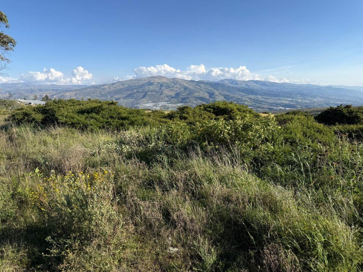 En Venta Terreno 5.200 m², Parroquia Tocachi — imagen 6