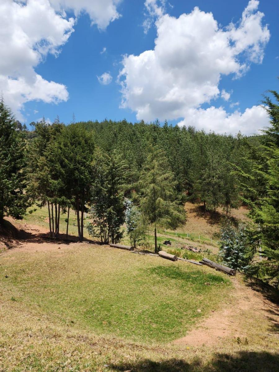 Venta de Terreno de 8 Hectáreas con Bosque de Pino en Tutupali, Azuay — imagen 8