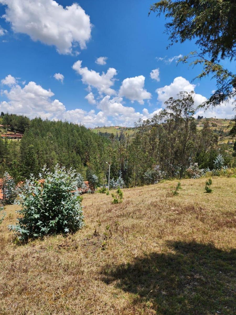 Venta de Terreno de 8 Hectáreas con Bosque de Pino en Tutupali, Azuay — imagen 7