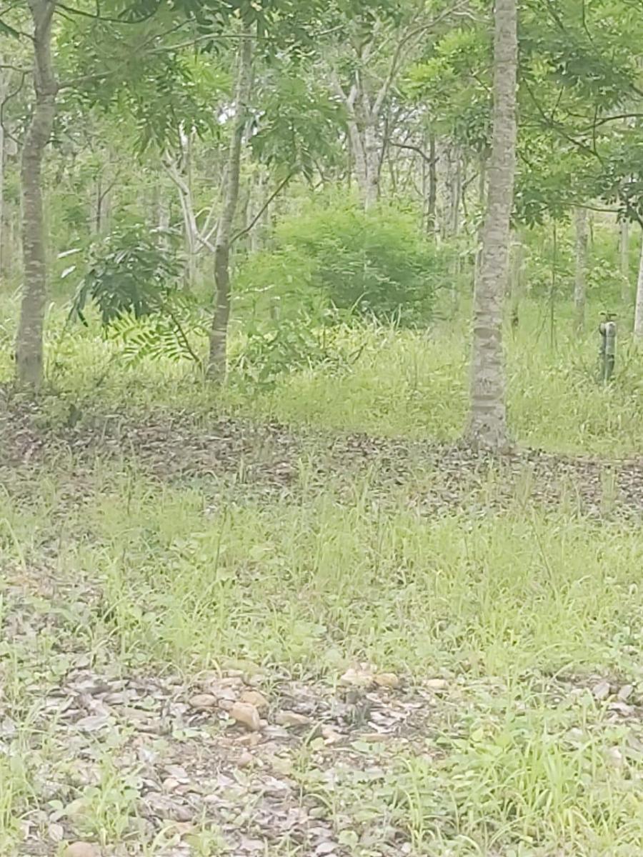 Venta Terreno 22.50 Has Chongon Junto Al Nuevo Aeropuerto de Guayaquil, Guayas — imagen 9