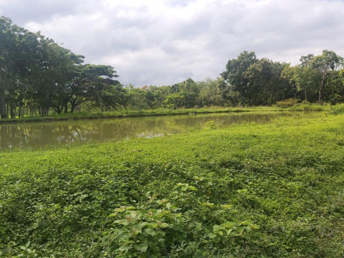 Venta Terreno 22.50 Has Chongon Junto Al Nuevo Aeropuerto de Guayaquil, Guayas — imagen 8