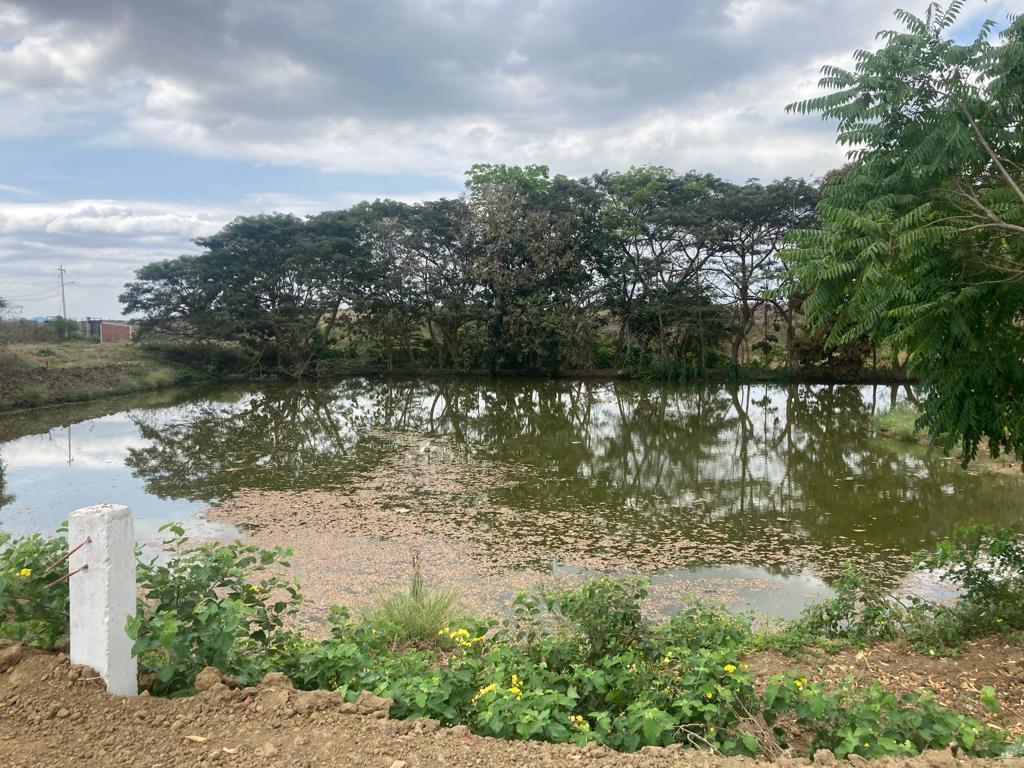 Finca en Venta de 60 Ha en El Sector del Azúcar, Santa Elena - N. Dorado — imagen 7