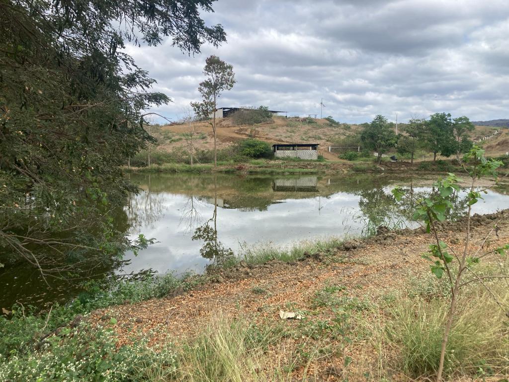 Finca en Venta de 60 Ha en El Sector del Azúcar, Santa Elena - N. Dorado — imagen 4