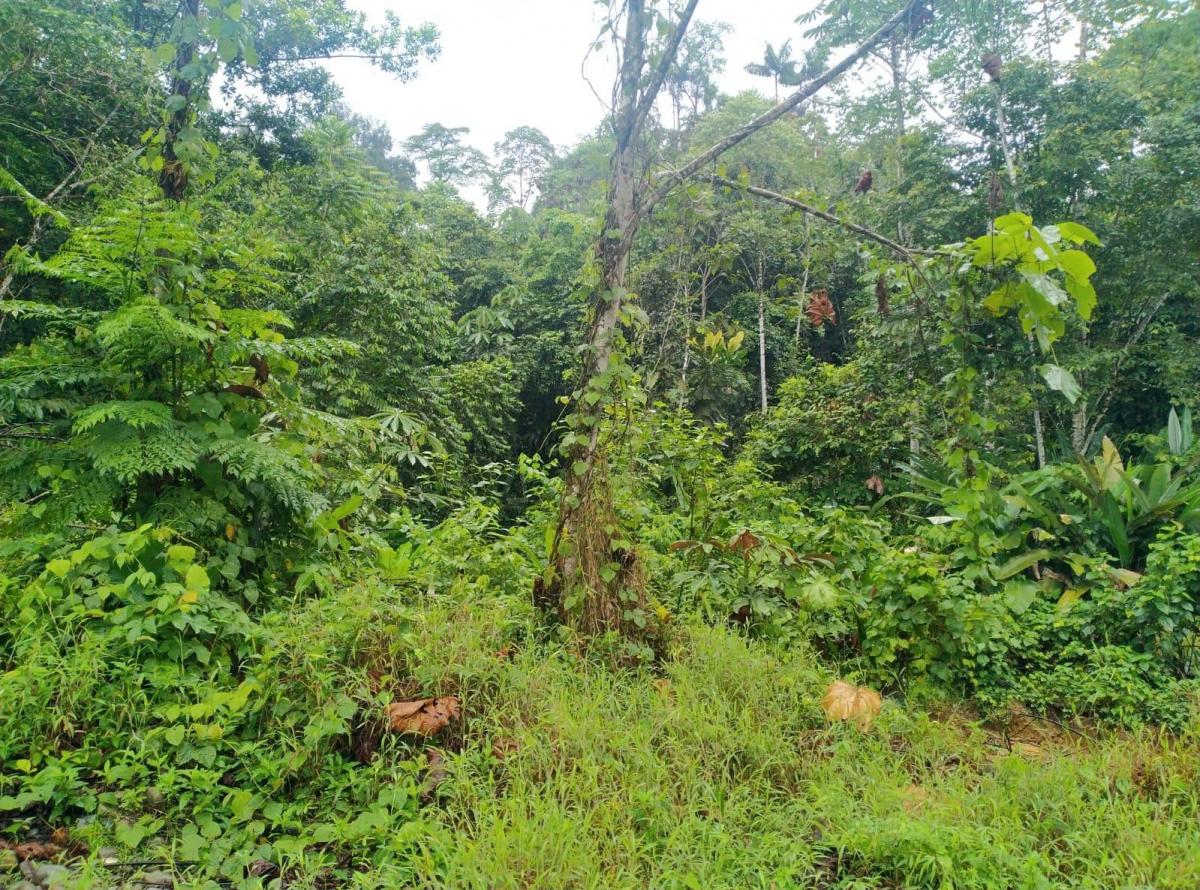 Se Vende Terreno de 3.290 Has Ubicada en Esmeraldas Cantón Eloy Alfaro. Guayas — imagen 6