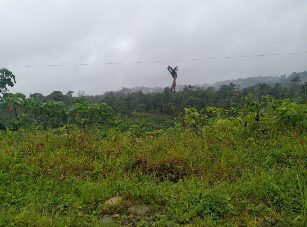 Se Vende Terreno de 3.290 Has Ubicada en Esmeraldas Cantón Eloy Alfaro. Guayas — imagen 3