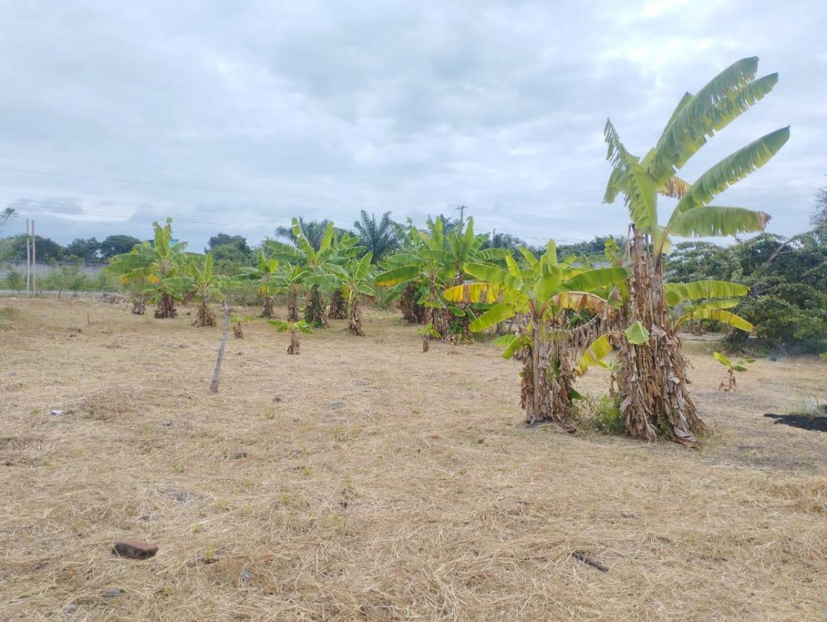 Se Vende Terreno Comercial Agricola Manabi Canoa - V. Landín, Manabí — imagen 5