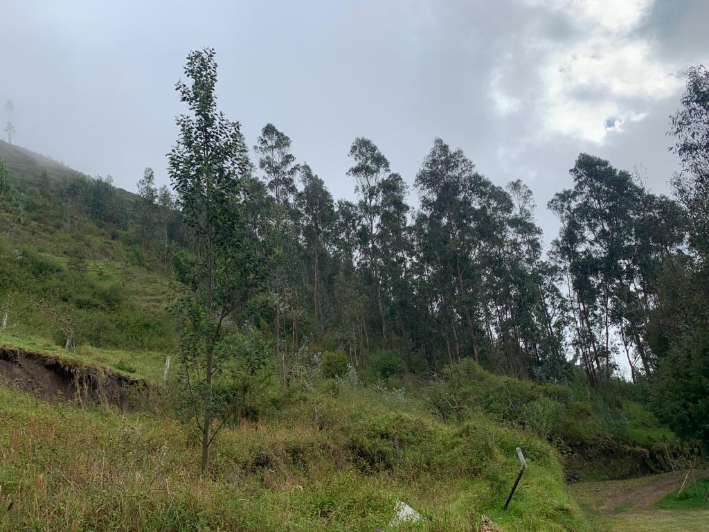 Vendo 1.200 m² de Terreno - Tumbaco - Sector Wilacucho — imagen 8