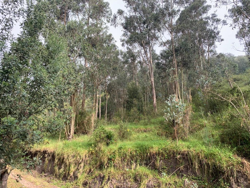 Vendo 1.200 m² de Terreno - Tumbaco - Sector Wilacucho — imagen 7