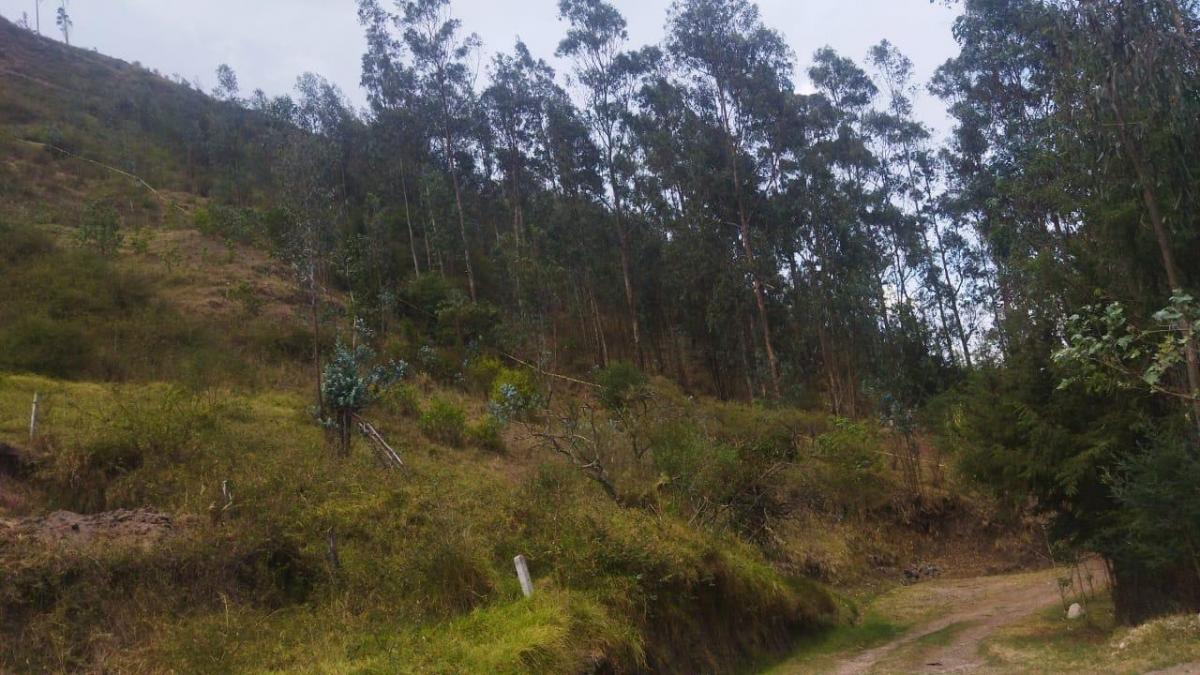 Vendo 1.200 m² de Terreno - Tumbaco - Sector Wilacucho — imagen 4