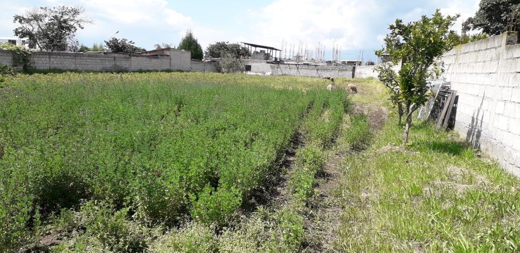 Re/max Futuro Vende Ideal Terreno en Tumbaco de 2003 m² Usd $220.000 — imagen 8