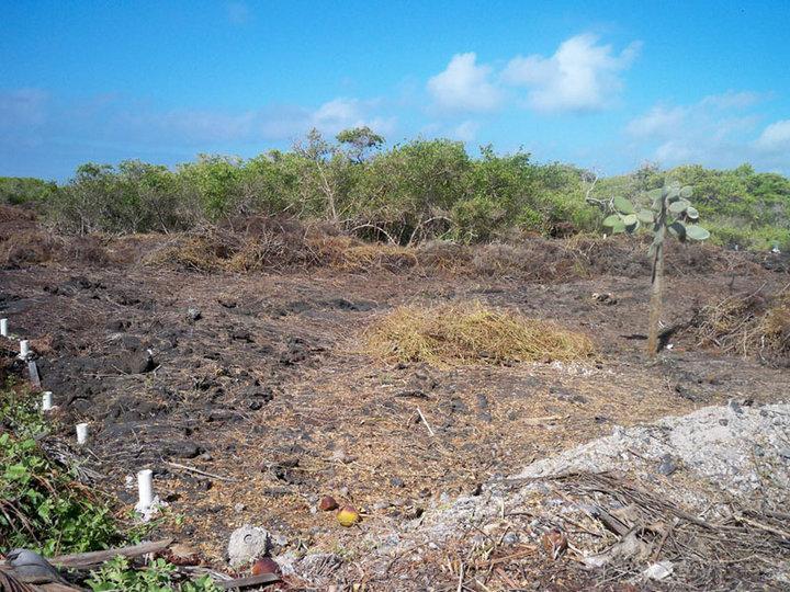 Terreno de 3000 m² en Venta en El Sur de Puerto Villamil, Isla Isabella, Galápagos, Galápagos — imagen 3