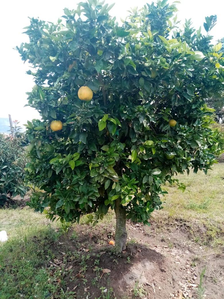 Vendo Terreno con Casa en Yaruqui - Sector Oton de Velez — imagen 5