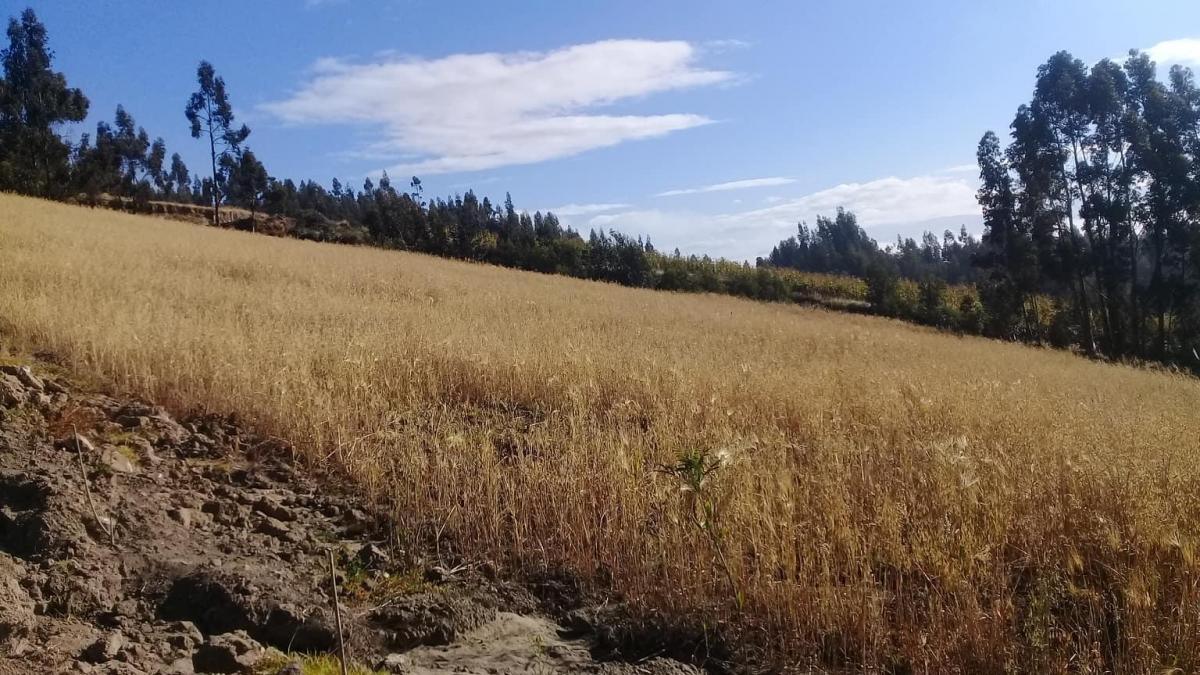 Terreno en Samanga, Tungurahua — imagen 6