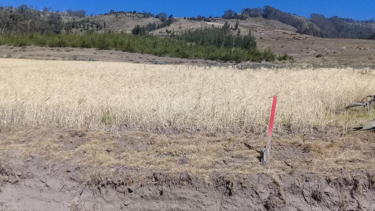 Terreno en Samanga, Tungurahua — imagen 4