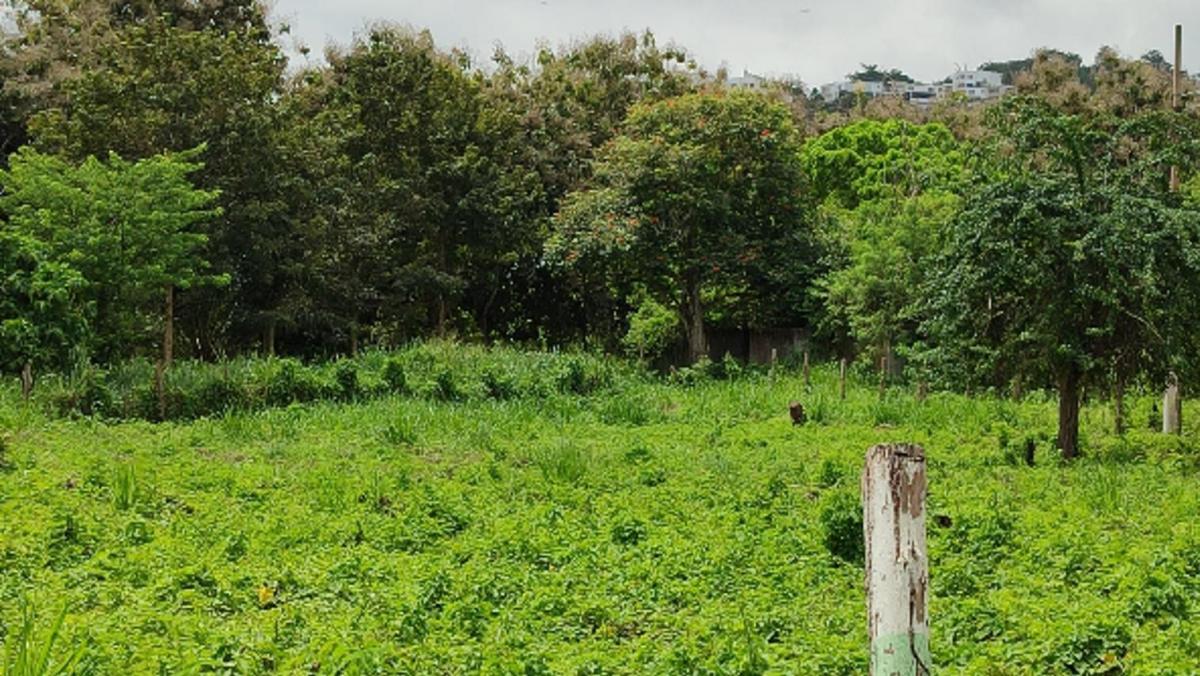 Lote de Terreno en Same — imagen 10