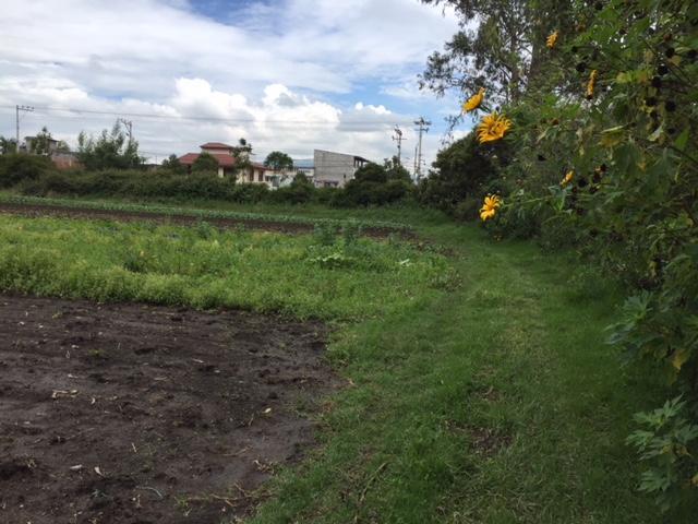 Vendo Terreno en Puembo 7.173 m² Uso Suelo Recurso Natural Renovable $900.000 — imagen 4