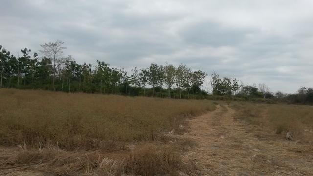 Terreno Cerca del Nuevo Aeropuerto, Precio Negociable, Guayas — imagen 3