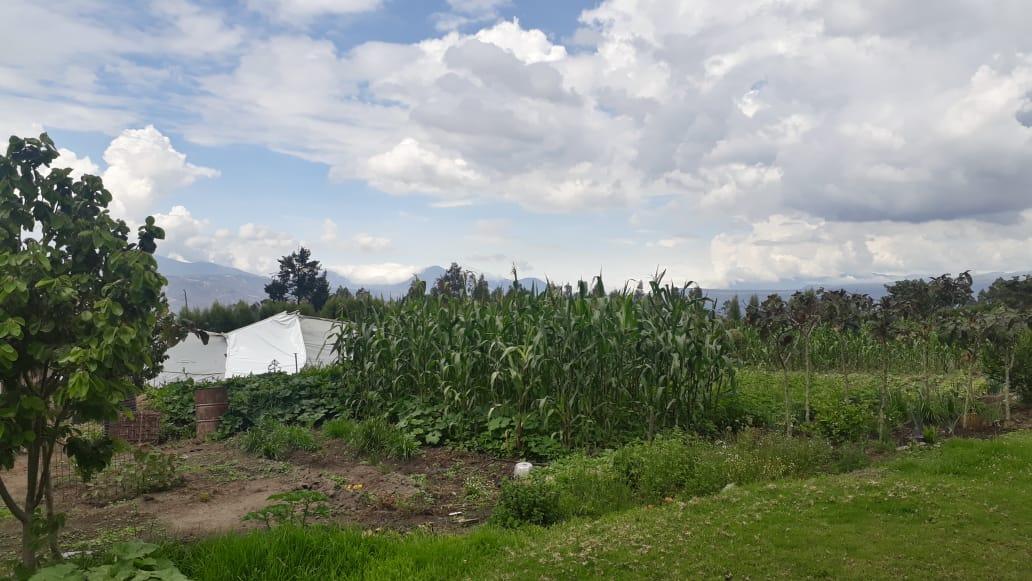 Vendo Propiedad en El Quinche - Sector La Esperanza — imagen 6