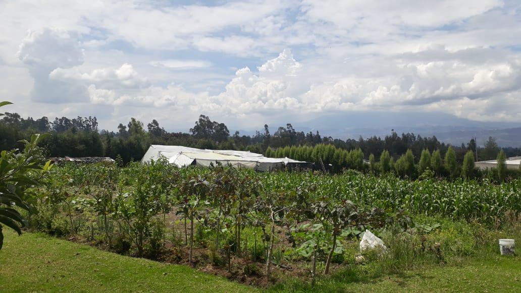 Vendo Propiedad en El Quinche - Sector La Esperanza — imagen 4