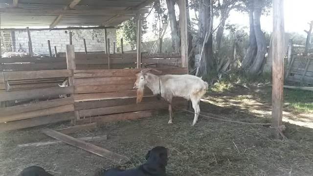 Vendo Terrenos de 1000 a 3000 m en Checa — imagen 8