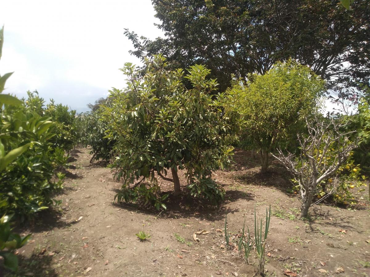 Vendo Terrenos de 1000 a 3000 m en Checa — imagen 5