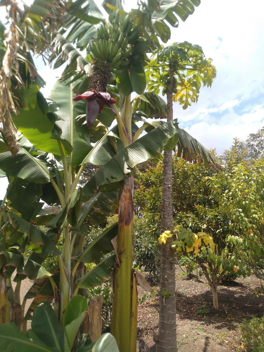 Vendo Terrenos de 1000 a 3000 m en Checa — imagen 3
