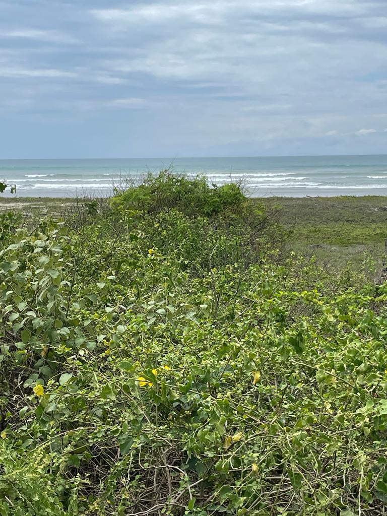 Terreno de 5.3 Hectáreas en Canoa Más 1522 de Terreno Frente a La Playa, Manabí — imagen 9