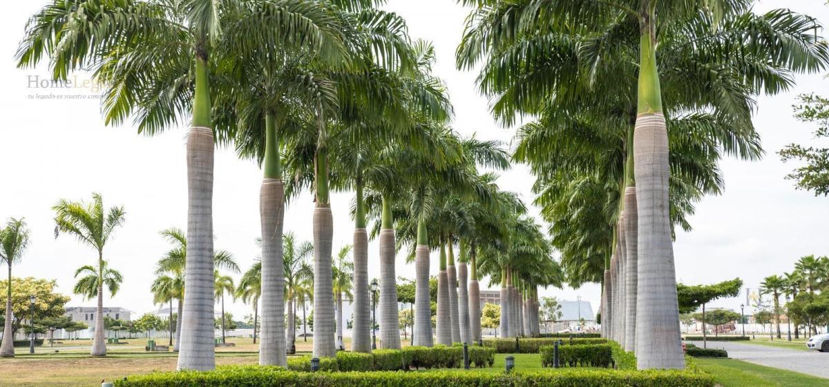 Venta de Terreno con Vista Al Canal – Aires de Batán, Samborondón Am, Guayas — imagen 7