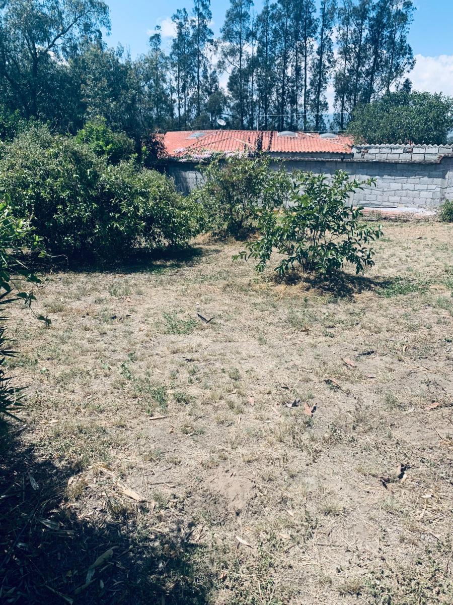 Venta Terreno con Casa Pequeña de Campo Shalom Puembo — imagen 8