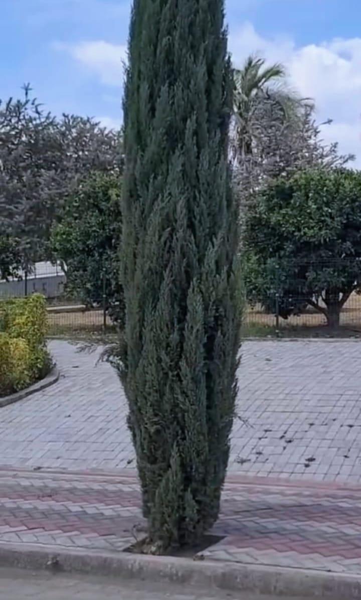 Vendo Lotes en Tumbaco en Urbanizacion Consolidada y Segura — imagen 4