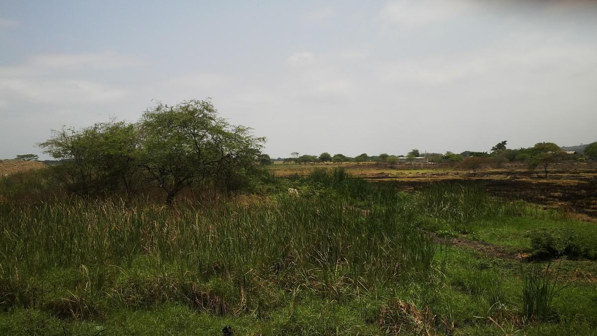 Venta Terreno Industrial 74.400 m Cuadrados Via a Daule, Guayas — imagen 3