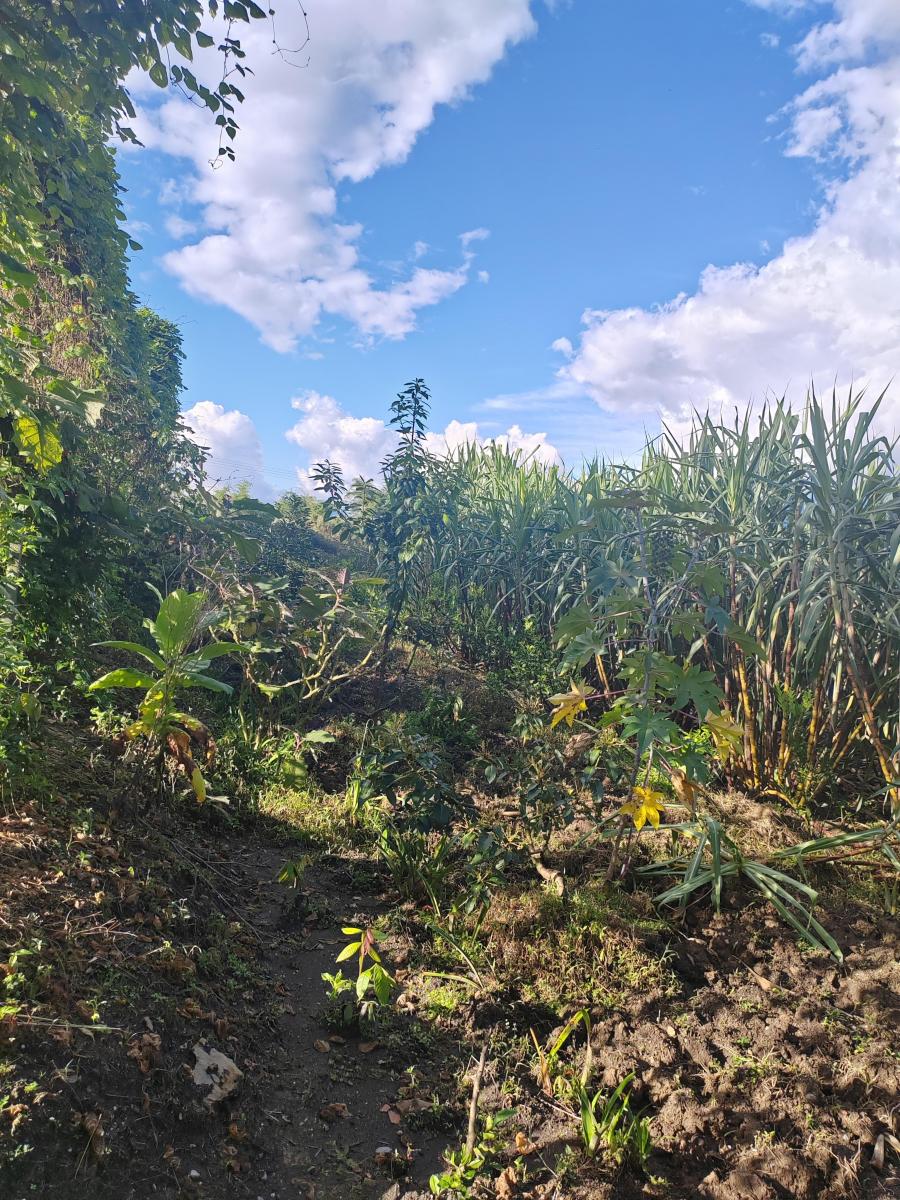Vendo Terreno Planito Urbanizado en Borja, Napo — imagen 9