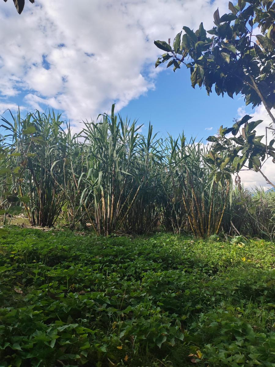 Vendo Terreno Planito Urbanizado en Borja, Napo — imagen 7