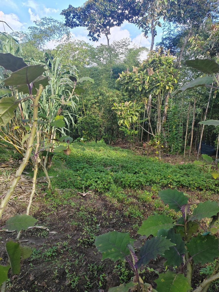 Vendo Terreno Planito Urbanizado en Borja, Napo — imagen 5