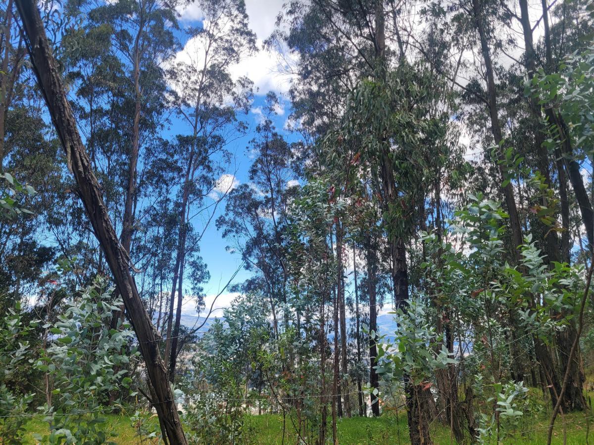 Vendo Terreno, Sector La Armenia — imagen 9