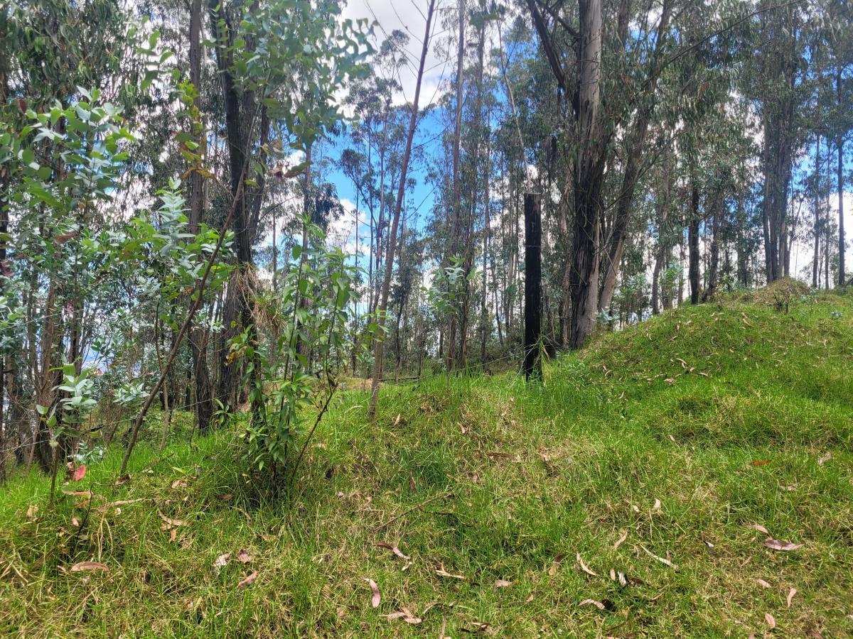 Vendo Terreno, Sector La Armenia — imagen 8