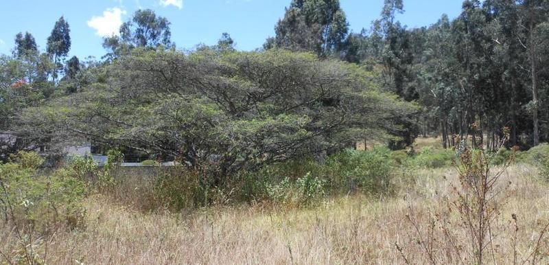 Quinta con Terreno 2500 m de Venta, Tumbaco, Cerca Ruta Viva, Colegio British, Intervalles — imagen 4