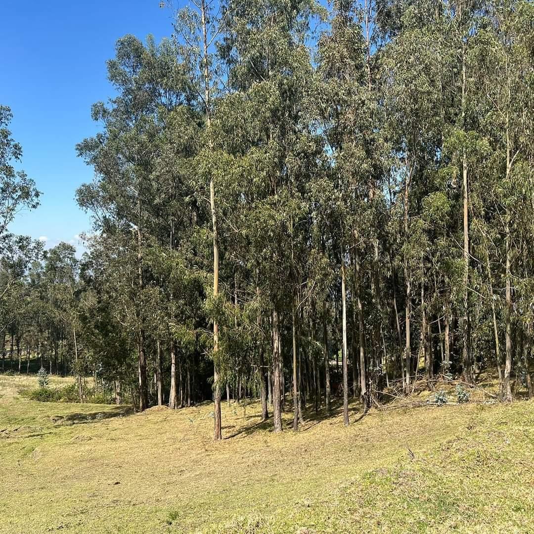 ! de oportunidad¡Terreno 2 Has Sector El Tejar - Yaruqui — imagen 8