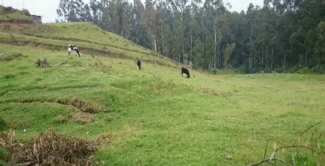 ! de oportunidad¡Terreno 2 Has Sector El Tejar - Yaruqui — imagen 7