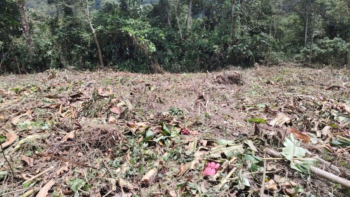 Venta de Terreno Mindo 2622 m² — imagen 4