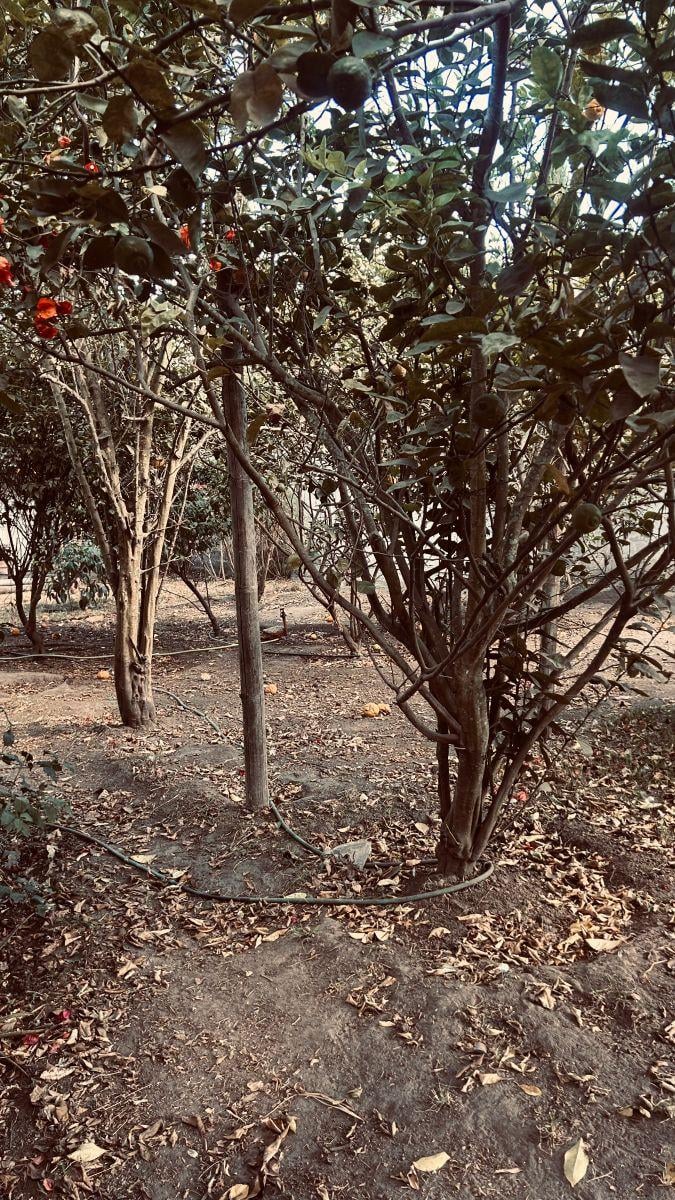 Arriendo o Venta Casa Puembo Campestre Antigua — imagen 5