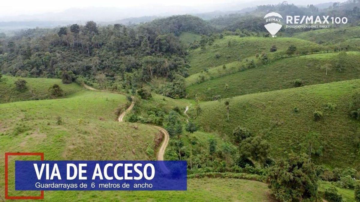 Venta Finca de 81.2011 Has - Carchipulla/santa Rosa, El Oro — imagen 10