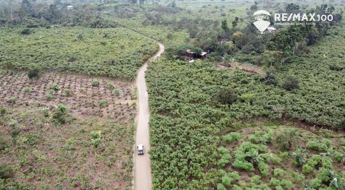Venta Finca de 81.2011 Has - Carchipulla/santa Rosa, El Oro — imagen 7